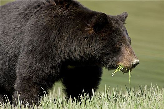 黑熊,春天,莎草,草,湾流,冰河湾国家公园,阿拉斯加