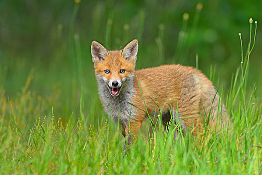 幼兽,红狐,狐属,黑森州,德国,欧洲