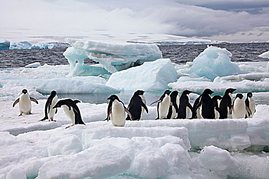 生物群,阿德利企鹅,冰原,保利特岛,南极
