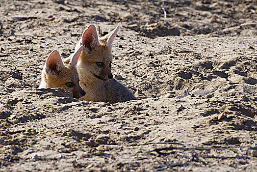 狐狸,狐属,两个,坐,幼兽,向外看,洞穴,入口,卡拉哈迪大羚羊国家公园,北开普,南非,非洲