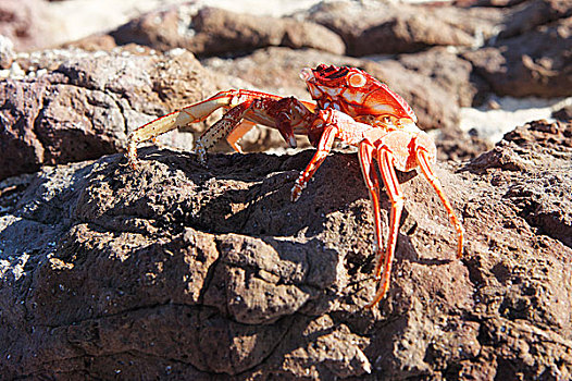 红岩,螃蟹,方蟹,岛屿,斐济,大洋洲