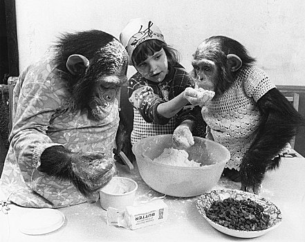 两个,黑猩猩,女孩,烘焙,一个,饼,英格兰,英国