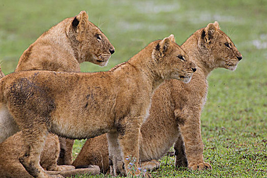 三个,幼狮,两个,坐,一个,站立,并排,面对,看,笔直,右边