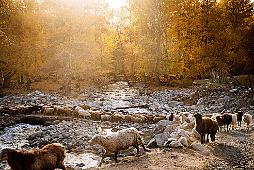 新疆,乡村,小河,秋色,树林,黄叶,羊群