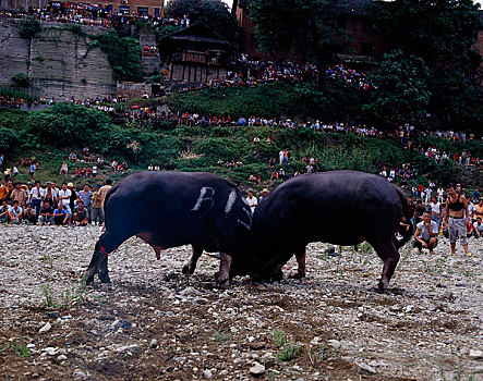 贵州黔东南地区掛丁镇斗牛场景