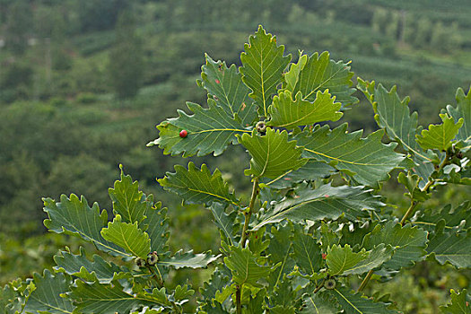 橡树叶,桲椤叶,瓢虫