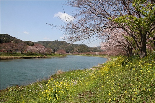 樱花,田芥菜,静冈,日本