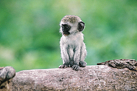坦桑尼亚,特写,野生,长尾黑颚猴,幼仔,原木上