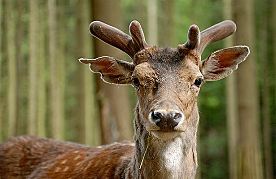 扁角鹿,黇鹿,树林,野生动植物园,黑森州,德国,欧洲