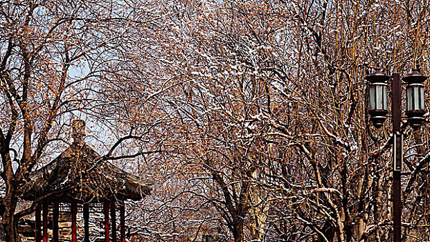 地坛公园雪景