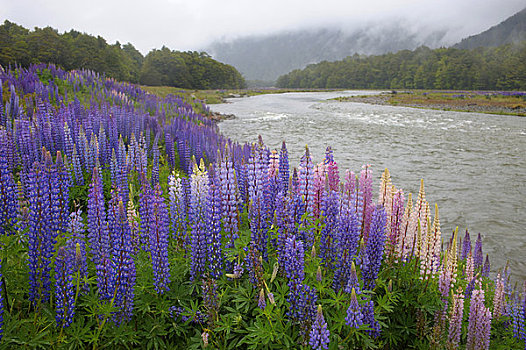 新西兰,大洋洲,南岛,峡湾国家公园,羽扇豆属植物
