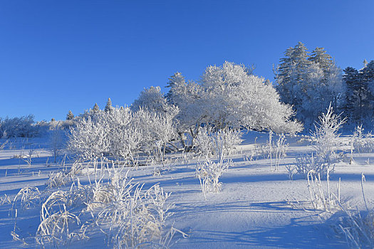 雪岭雾凇风光