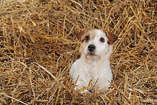 杰克罗素狗,褐色,白色,母狗,卧,稻草,棚拍,德国,欧洲