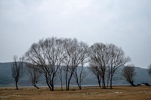 汉江岸边的树和芦荻