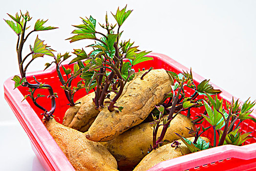 块根类蔬菜,秋天健康的美食地瓜,是人类重要的主食