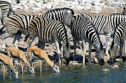 纳米比亚,埃托沙国家公园,斑马,跳羚,喝,水潭