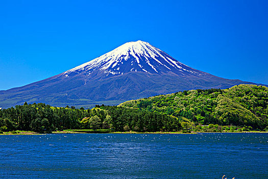 山,富士山,注视,湖,新,绿色