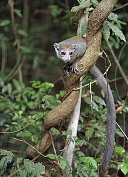 雌性,冠,狐猴,安卡拉那特别保护区,只有,北方,马达加斯加,灵长类,原猴亚目,寓意,世界