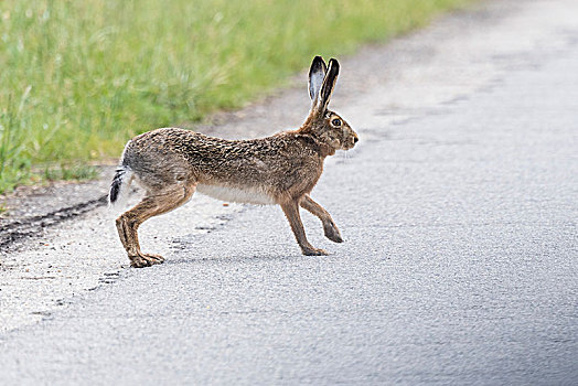 欧洲野兔,跑,道路,新希德尔湖,国家公园,布尔根兰,奥地利,欧洲