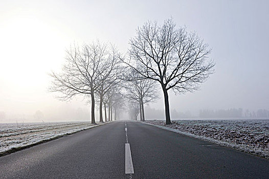 树林,道路,薄雾