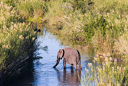 非洲象,喝,河,克鲁格国家公园,南非,非洲