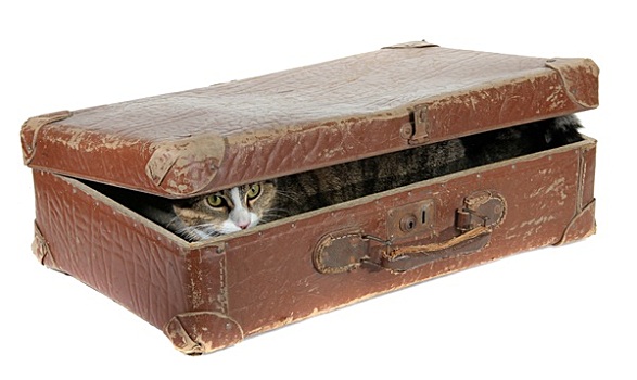 可爱,猫,遮盖,老,手提箱