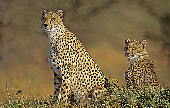 印度豹,猎豹,成年,肯尼亚