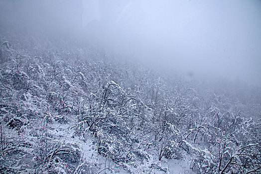 四川大邑县西岭雪山丛林中的冰挂雾凇