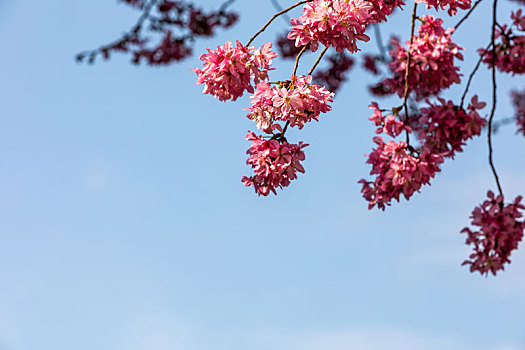 春暖花开樱花背景图