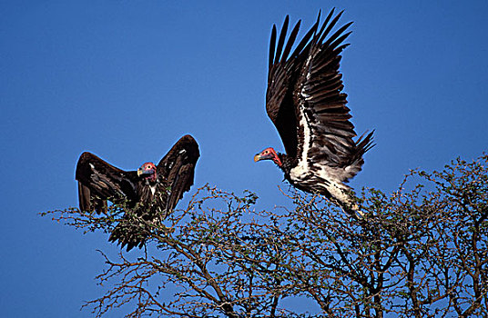 肉垂秃鹫,努比亚秃鹫,卡拉哈迪大羚羊国家公园,卡拉哈里沙漠,南非,非洲