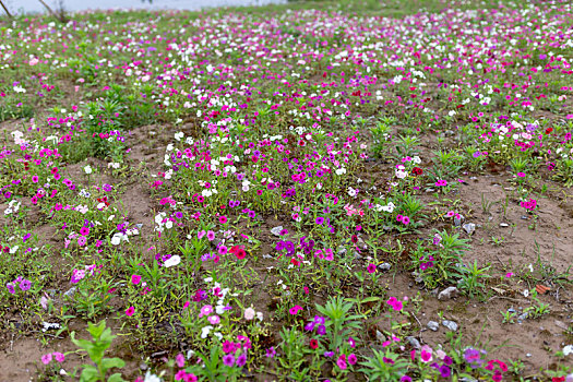 长春花花海