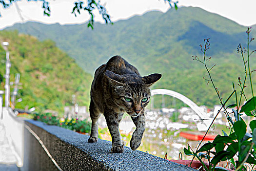 台湾观光景点猴硐猫村,猫村小路上的可爱的猫猫