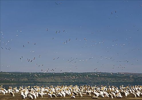 肯尼亚,纳库鲁湖国家公园,成群,旁侧,纳库鲁湖