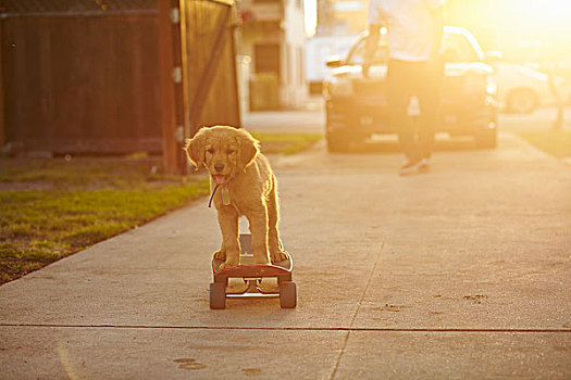 拉布拉多犬,小狗,滑板