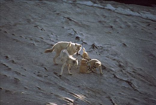 北极狼,狼,幼仔,玩,苔原,艾利斯摩尔岛,加拿大