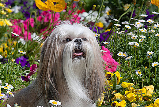 头像,西施犬,花