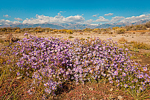 紫苑属,盛开,脚,山