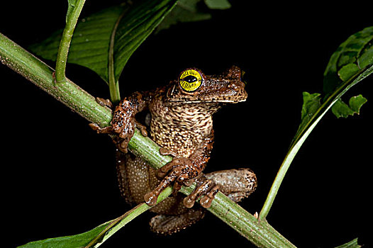 树蛙,国家公园,亚马逊雨林,厄瓜多尔,南美