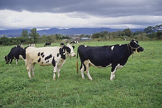 牛奶,母牛,草地