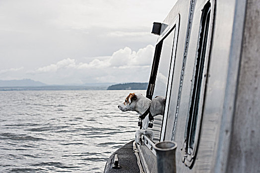 可爱,狗,向外看,船,窗户,河,坎贝尔河,不列颠哥伦比亚省,加拿大