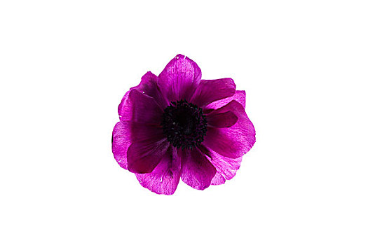 活力,紫色,东洋罂粟,白色背景