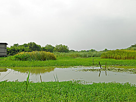 杭州西溪湿地