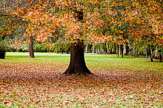 秋天,树,公园