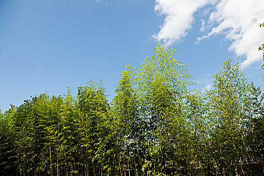 翠绿,竹子,清晰,蓝天背景