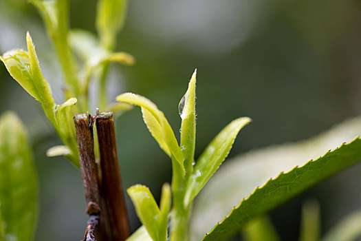 杭州西湖龙井茶园嫩茶新茶特写