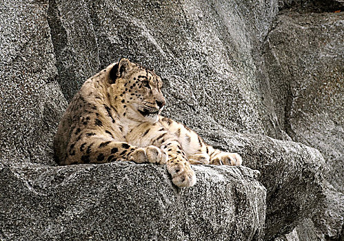 雪豹,休息,石头,中亚