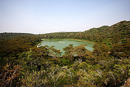 湖,树林,火山湖,肯尼亚