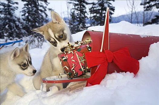 西伯利亚,哈士奇犬,小狗,嗅,圣诞礼物,坐,邮箱,雪地,阿拉斯加