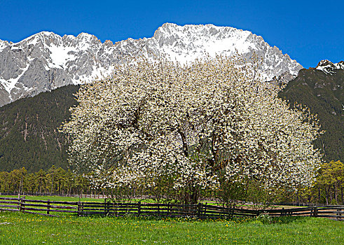 奥地利,提洛尔,盛开,樱桃树