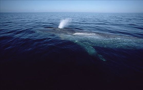 蓝鲸,喷涌,科特兹海,墨西哥